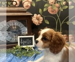 Small #2 Cavalier King Charles Spaniel