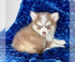 Small #3 Pomsky