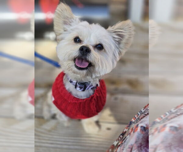 Medium Photo #1 Mutt Puppy For Sale in Sandy, UT, USA