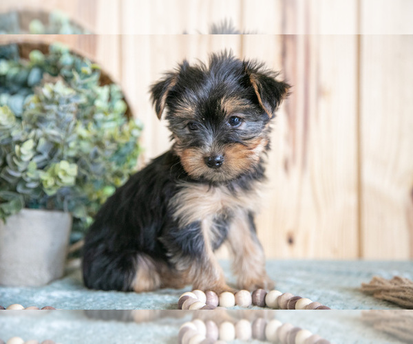 Medium Photo #2 Yorkshire Terrier Puppy For Sale in QUARRYVILLE, PA, USA