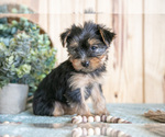 Small Photo #2 Yorkshire Terrier Puppy For Sale in QUARRYVILLE, PA, USA