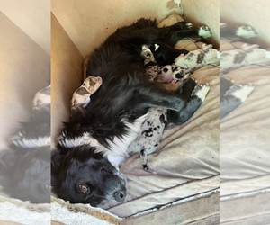 Mother of the Australian Shepherd puppies born on 07/02/2022