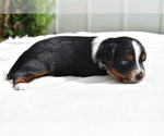 Small #4 Miniature Australian Shepherd