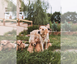 Golden Retriever Litter for sale in VERONA, KY, USA