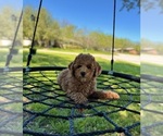 Small Photo #15 Goldendoodle (Miniature) Puppy For Sale in HALTOM CITY, TX, USA
