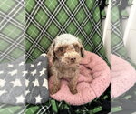 Small #1 Poodle (Miniature)