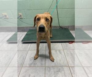 American Foxhound-Unknown Mix Dogs for adoption in Grand Prairie, TX, USA