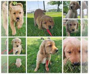 Golden Retriever Dogs for adoption in FLANAGAN, IL, USA
