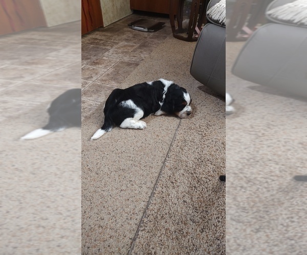 Medium Photo #32 English Springer Spaniel Puppy For Sale in GLEN SAINT MARY, FL, USA