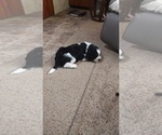 Small #5 English Springer Spaniel