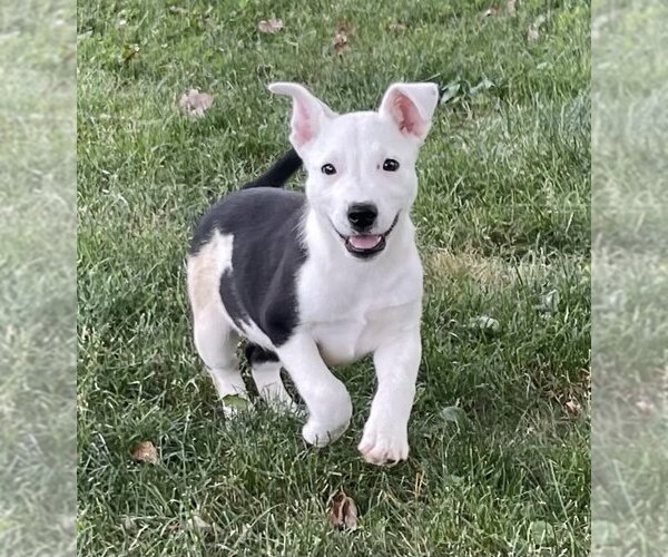 Medium Photo #7 Border Collie-Unknown Mix Puppy For Sale in Columbus, IN, USA