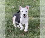 Small Photo #7 Border Collie-Unknown Mix Puppy For Sale in Columbus, IN, USA