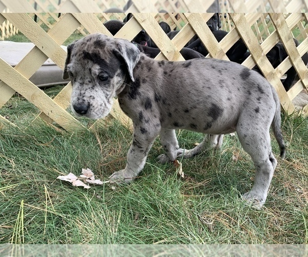 Medium Photo #3 Great Dane Puppy For Sale in GARRETT, IN, USA