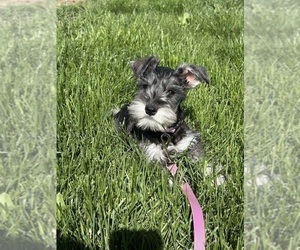 Schnauzer (Miniature) Puppy for sale in CALDWELL, ID, USA