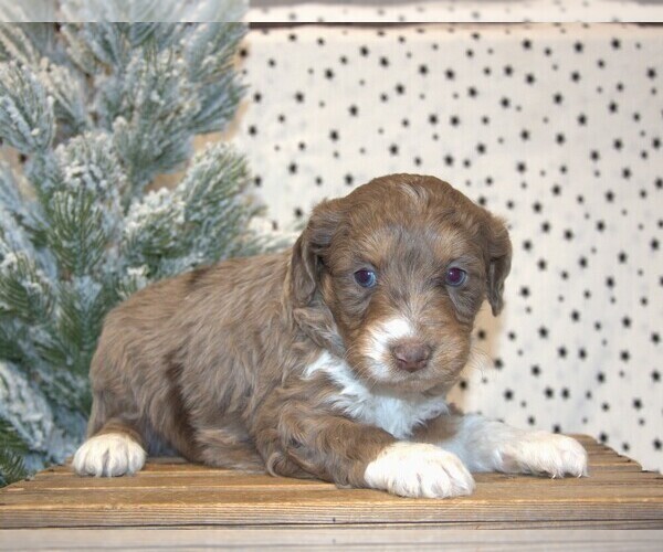 Medium Photo #12 Aussiedoodle Miniature  Puppy For Sale in NEWBERRY, IN, USA