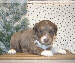Small Photo #12 Aussiedoodle Miniature  Puppy For Sale in NEWBERRY, IN, USA