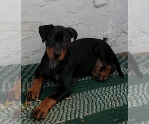 German Pinscher Puppy for sale in W CHESTER, PA, USA