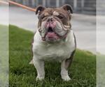 Small #1 Bulldog