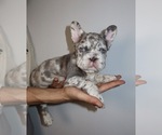 Small Photo #2 French Bulldog Puppy For Sale in PLAYA VISTA, CA, USA