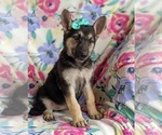 Small Photo #3 German Shepherd Dog Puppy For Sale in OXFORD, PA, USA
