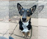 Small #5 Australian Kelpie Mix