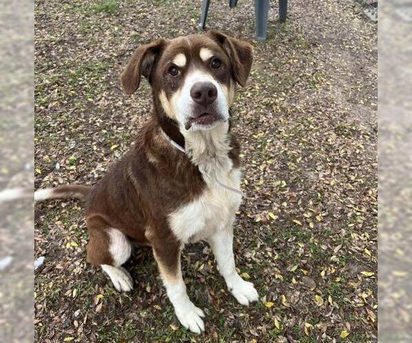 Medium Photo #1 Labrador Retriever-Unknown Mix Puppy For Sale in Conroe, TX, USA