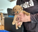 Small Photo #2 Goldendoodle (Miniature) Puppy For Sale in LINWOOD, MI, USA
