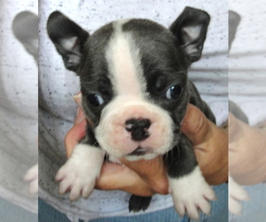 Boston Terrier Puppy for sale in BEND, OR, USA