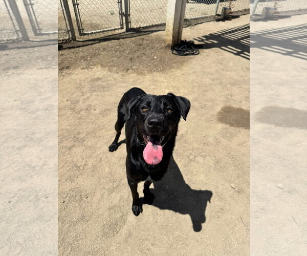 Medium Photo #7 Labrador Retriever-Unknown Mix Puppy For Sale in San Diego, CA, USA