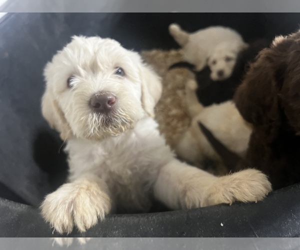 Medium Photo #11 Labradoodle Puppy For Sale in STONE MOUNTAIN, GA, USA
