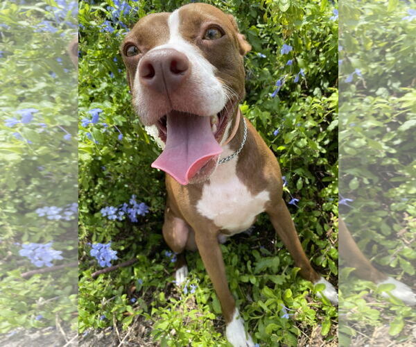 Medium Photo #3 Mutt Puppy For Sale in Miami, FL, USA