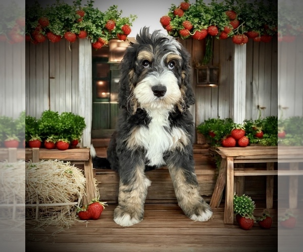 Medium Photo #1 Bernedoodle-Poodle (Standard) Mix Puppy For Sale in MENIFEE, CA, USA