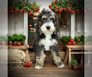 Bernedoodle-Poodle (Standard) Mix Puppy for sale in MENIFEE, CA, USA