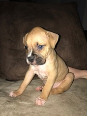Boxer Puppy for sale in GROTON, CT, USA