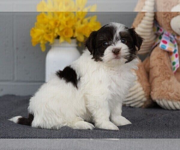 Medium Photo #3 Havanese Puppy For Sale in FREDERICKSBG, OH, USA