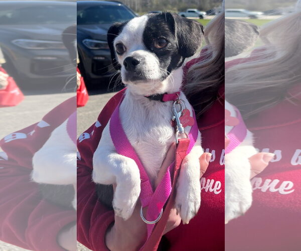Medium Photo #3 Boston Terrier-Unknown Mix Puppy For Sale in Grafton, WI, USA