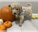 Small Photo #1 Goldendoodle Puppy For Sale in EUREKA, MO, USA