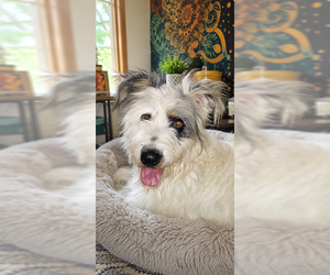 Bearded Collie-Old English Sheepdog Mix Dogs for adoption in MIDWAY, UT, USA