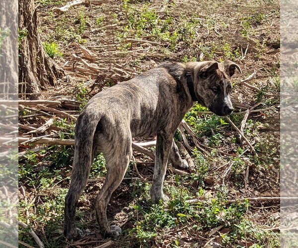 Medium Photo #10 Gerberian Shepsky Puppy For Sale in White Bluff, TN, USA