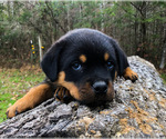 Small #4 Rottweiler
