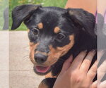 Small #1 Australian Shepherd Mix