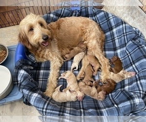 Mother of the Goldendoodle puppies born on 07/31/2022