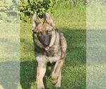 Small #12 German Shepherd Dog