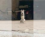 Small Photo #1 German Shepherd Dog Puppy For Sale in MCDONOUGH, GA, USA
