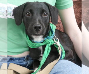 Retriever -Unknown Mix Dogs for adoption in Washington, DC, USA