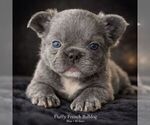 Puppy PETIT French Bulldog
