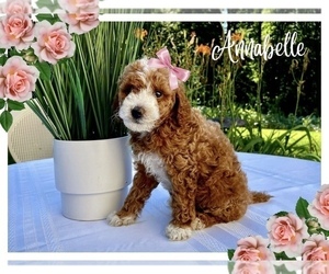Bernedoodle Puppy for Sale in GAP, Pennsylvania USA