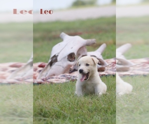Australian Cattle Dog-Great Pyrenees Mix Puppy for sale in BARRY, TX, USA