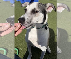 Labrador Retriever-Unknown Mix Dogs for adoption in The Woodlands, TX, USA
