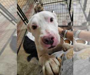 Dove - Female Mutt Dog for Adoption - Photo #2
